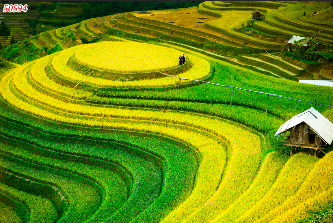tranh-canvas-phong-canh-lang-que-50594